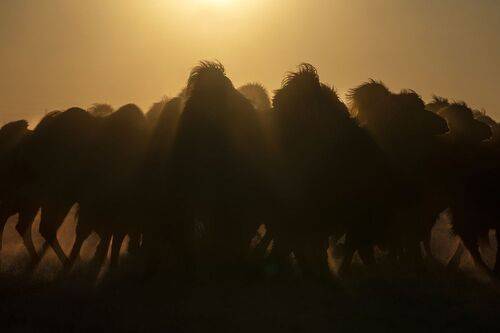 Mongolian camel winter festival