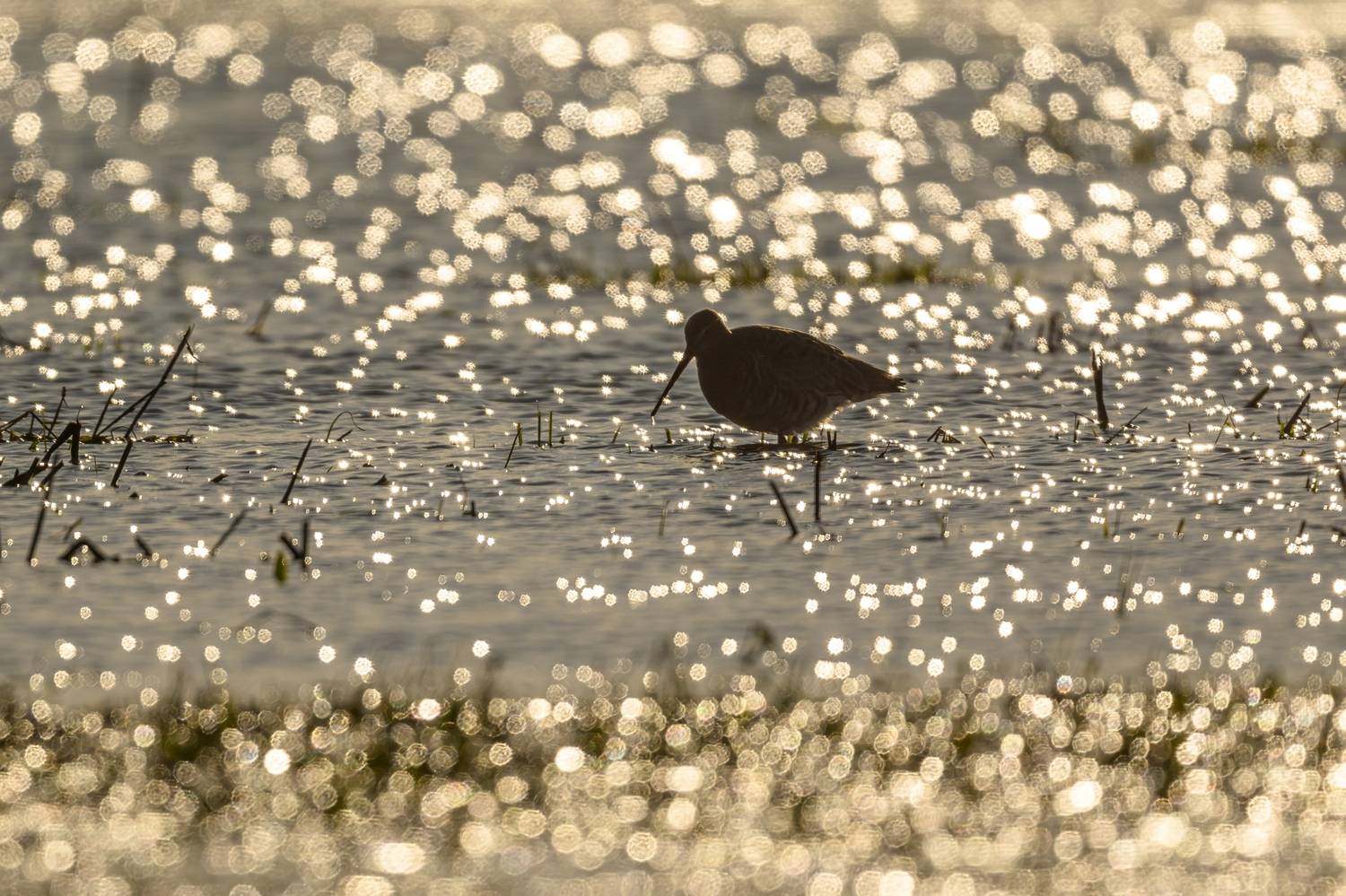 , Пупонин Сергей
