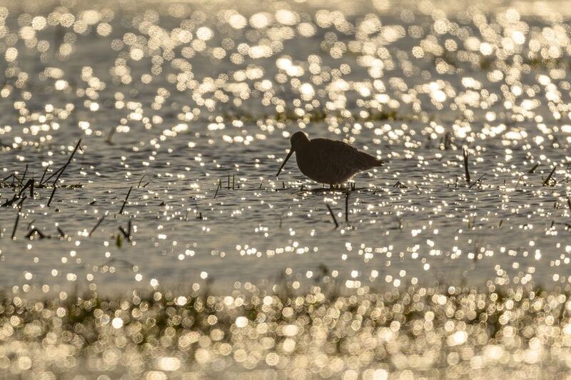 Веретенник фото превью