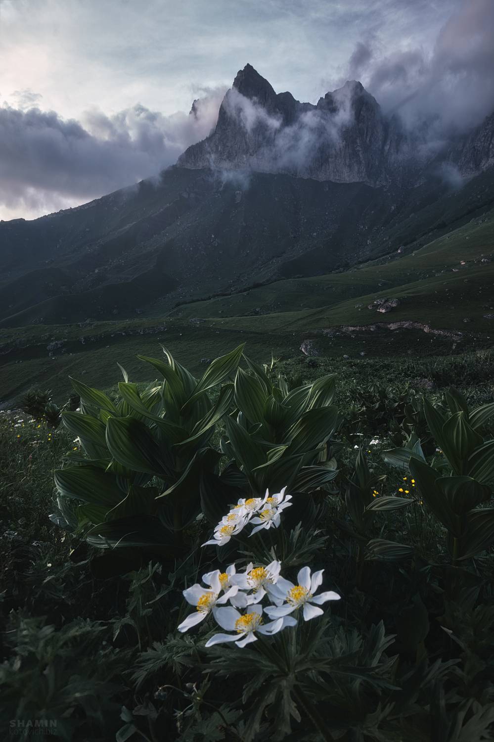 , Константин Шамин