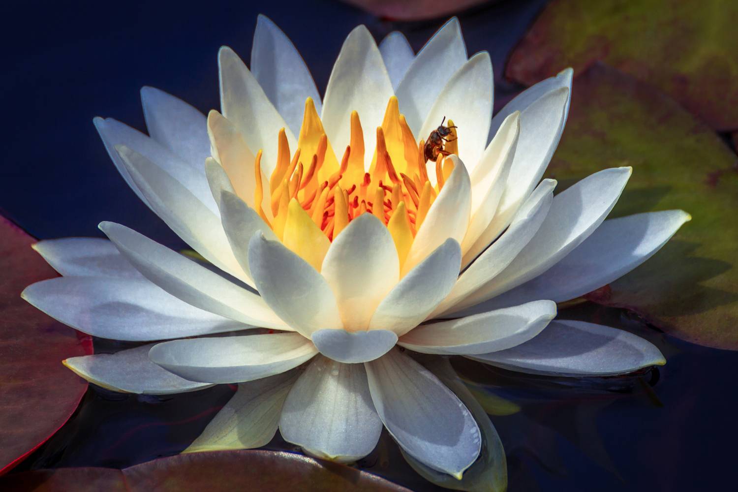 , Сергей Алексеев