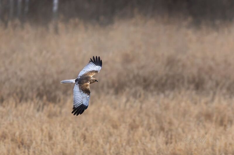 болотный лунь Камышовый патруль фото превью