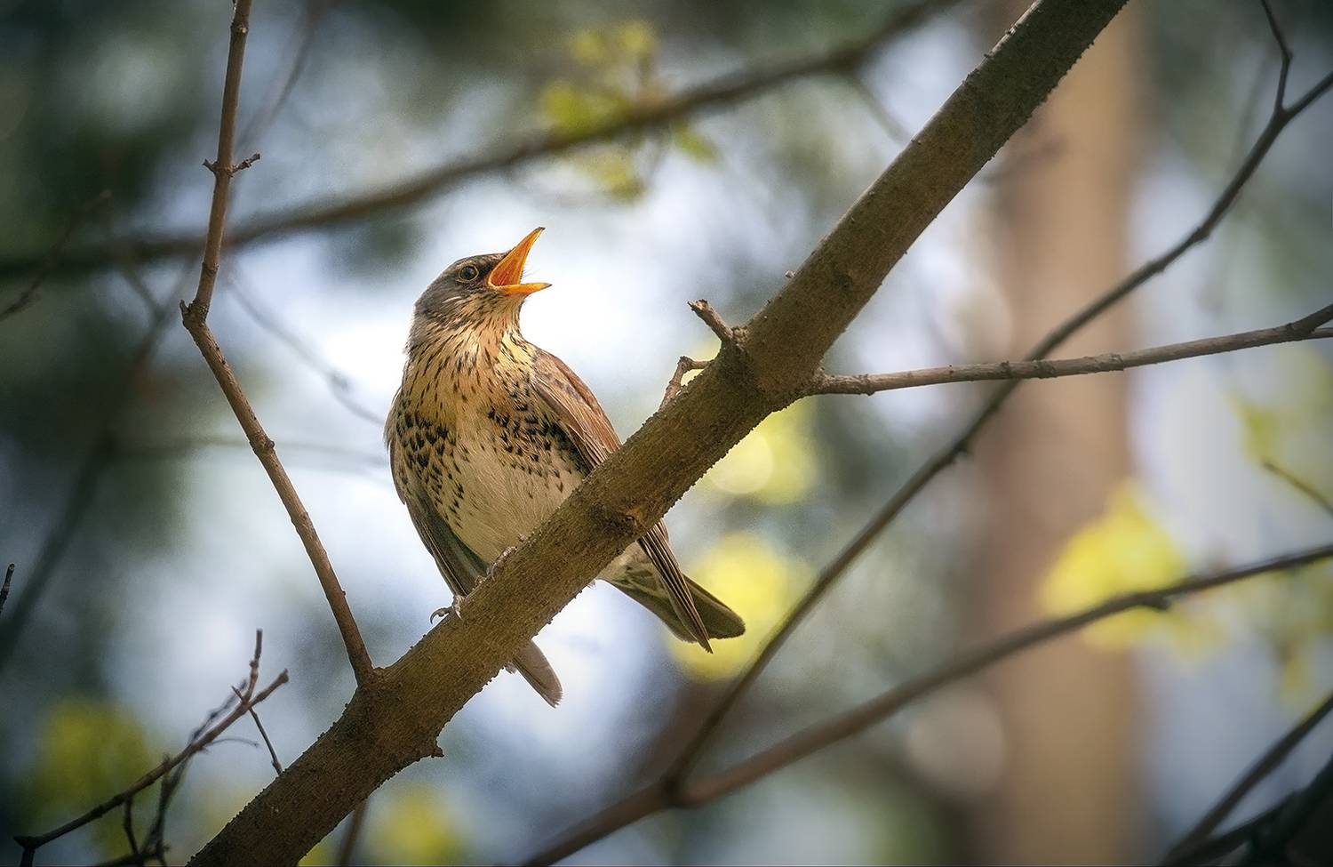 Дрозд, Сергей Аникин
