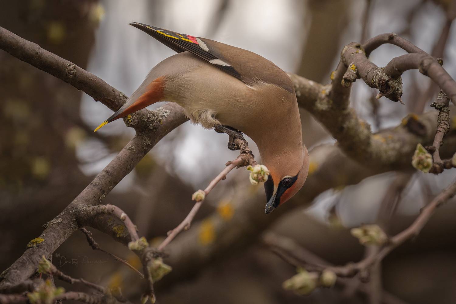 природа, лес, поля, огороды, животные, птицы, макро, Дмитрий Посевич