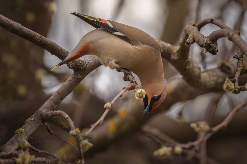 природа, лес, поля, огороды, животные, птицы, макро Сезонные лакомства фото превью