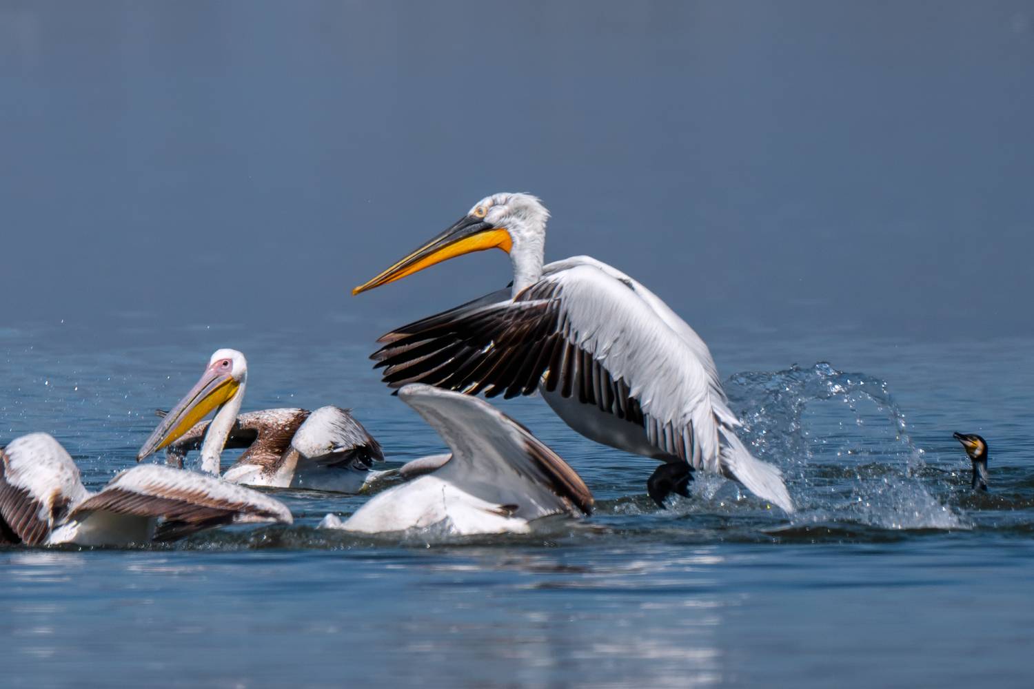 birds, animal, wildlife птицы, животные, дикая природа, Sajkovski Dejan