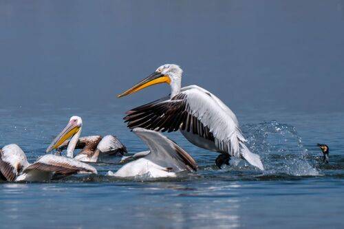 Landing Curly Pelican - Dalmatian