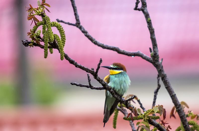 Краски дождливого утра фото превью