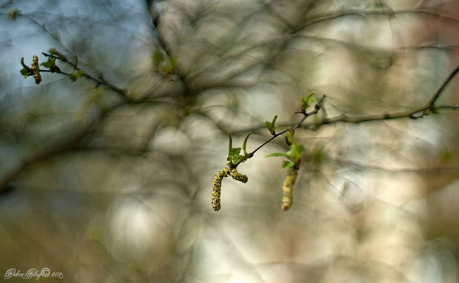 , Орлов Олег