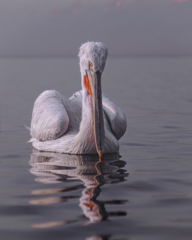 далматинский, кудрявый, пеликан, птицы, dalmatian, pelican, birds Молчаливый разговор фото превью