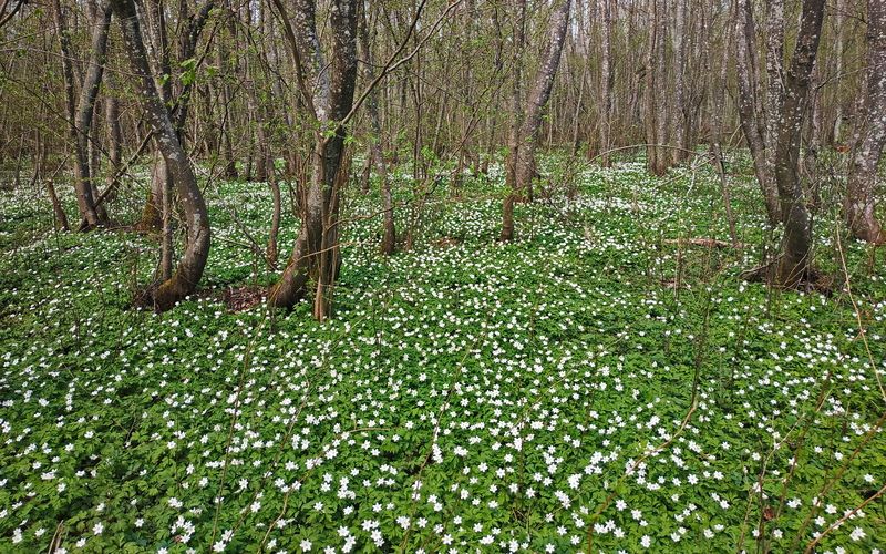 Ковёр весны фото превью