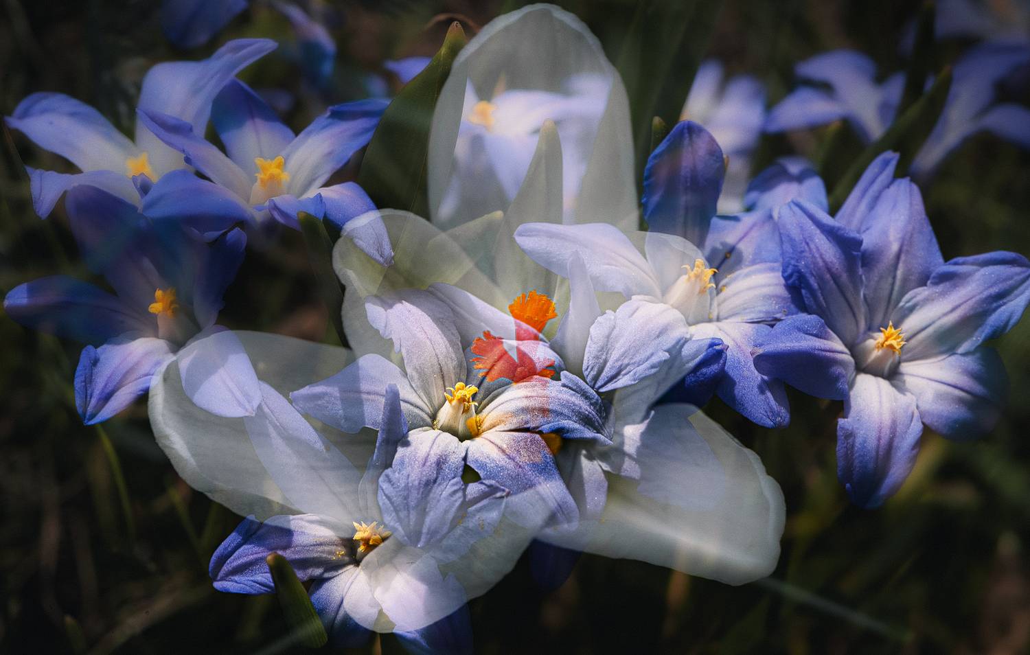 мультиэкспозиция, Неля Рачкова