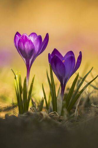Crocus