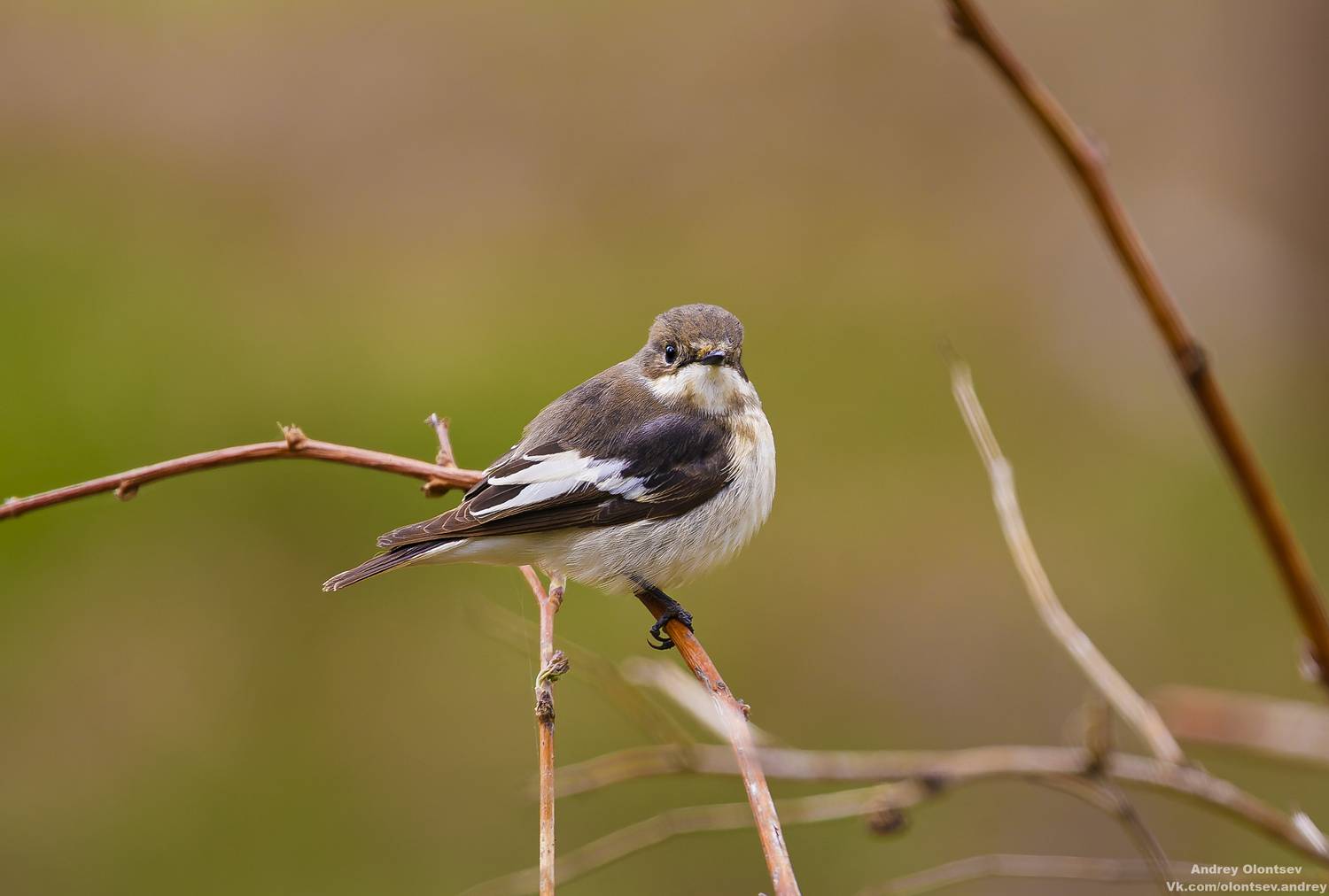 солнце, россия, рассвет, природа, подмосковье, погода, пейзажи, пейзаж, отражение, наукоград, красота, дубна, вода, весна, weather, water, spring, russia, reflection, naukograd, nature, moscow, landscape, dawn, canon, dubna, beauty, Олонцев Андрей