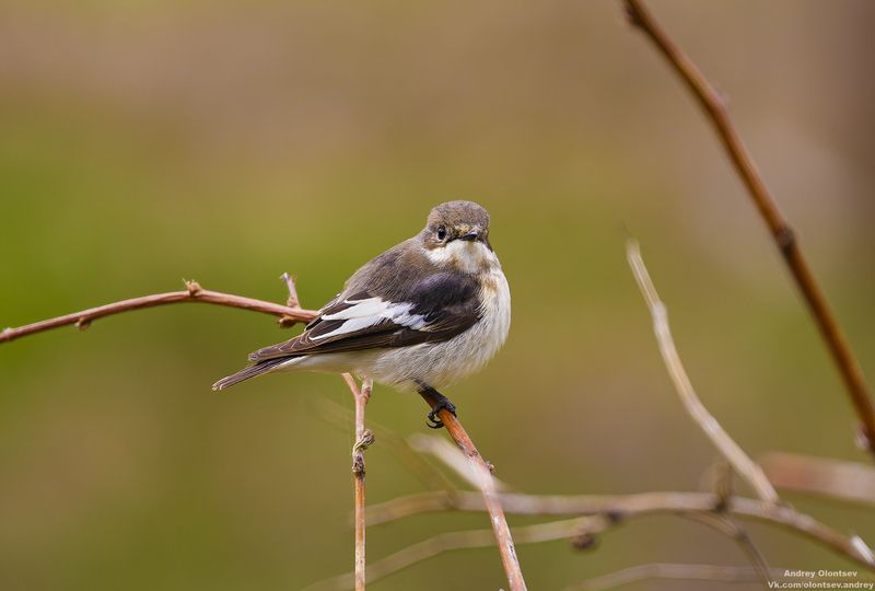 солнце, россия, рассвет, природа, подмосковье, погода, пейзажи, пейзаж, отражение, наукоград, красота, дубна, вода, весна, weather, water, spring, russia, reflection, naukograd, nature, moscow, landscape, dawn, canon, dubna, beauty *** фото превью