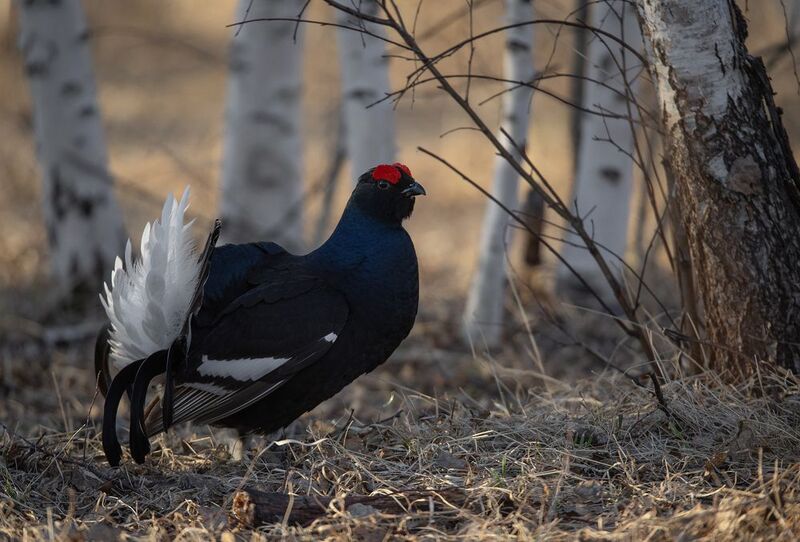 На току фото превью