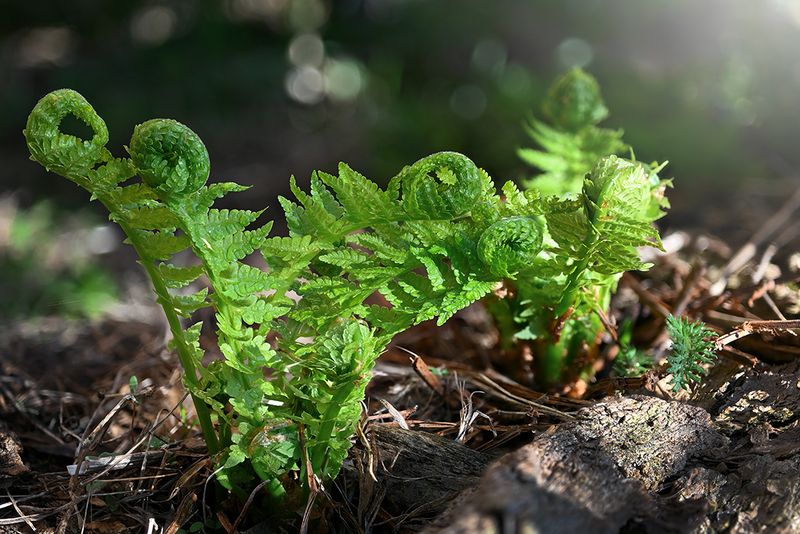 Молодой папоротник фото превью