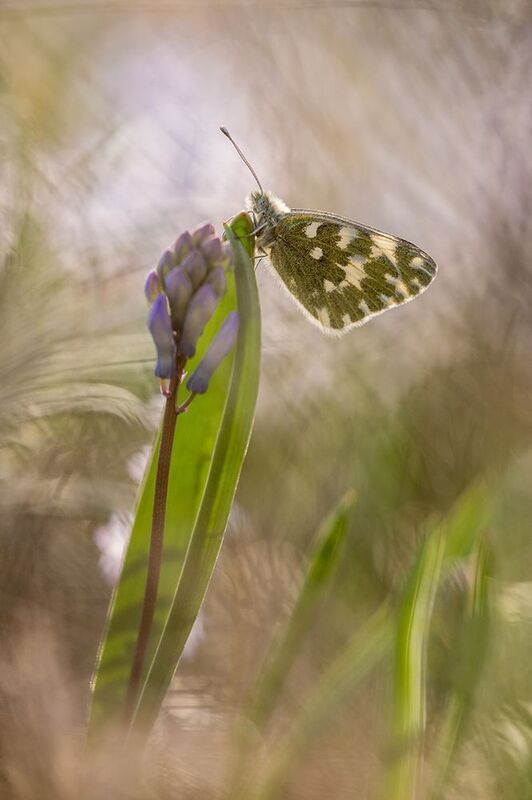 Белянка и гиацинтик фото превью
