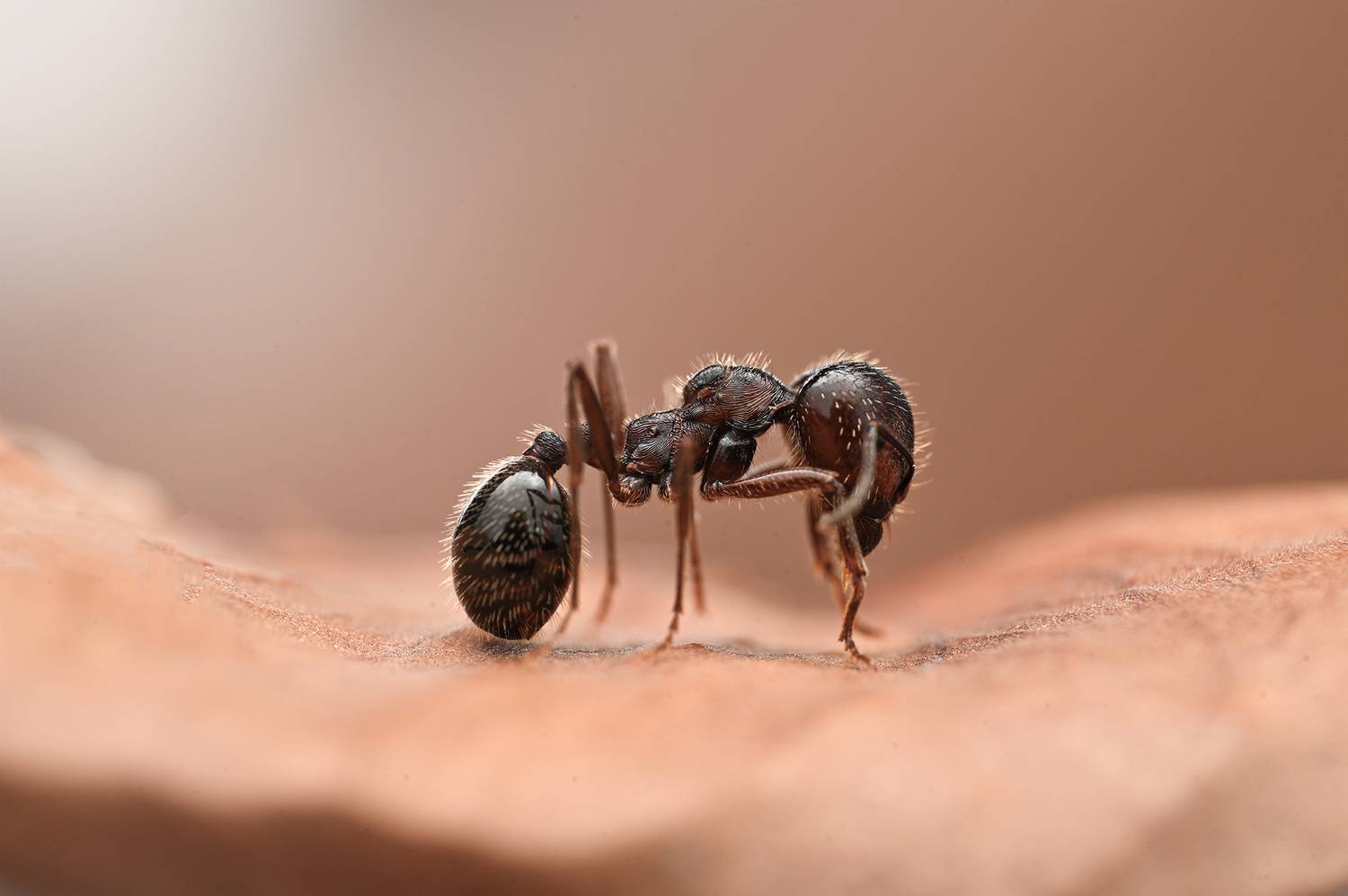 ceclii, macro, Ganev Tsvetan