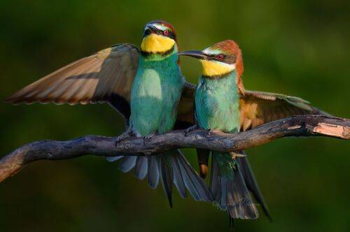 Куролесовы )