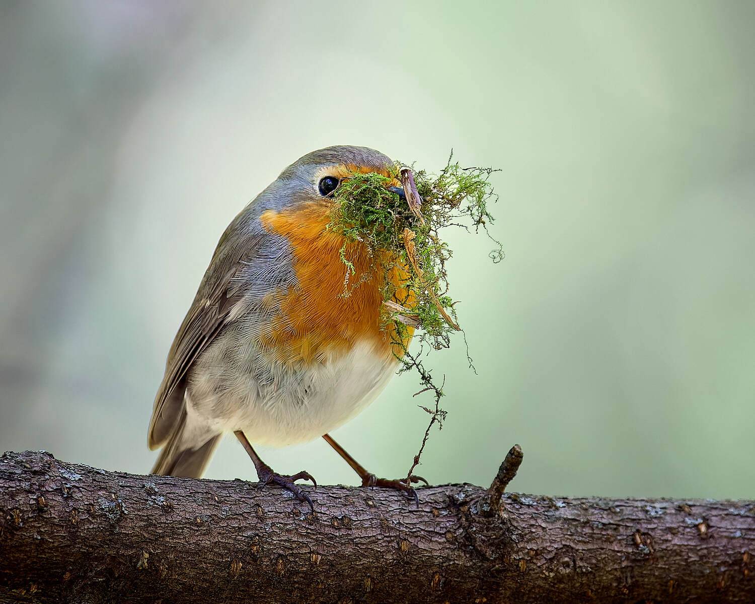 зарянка птичка, Mikhail Khmelevskiy
