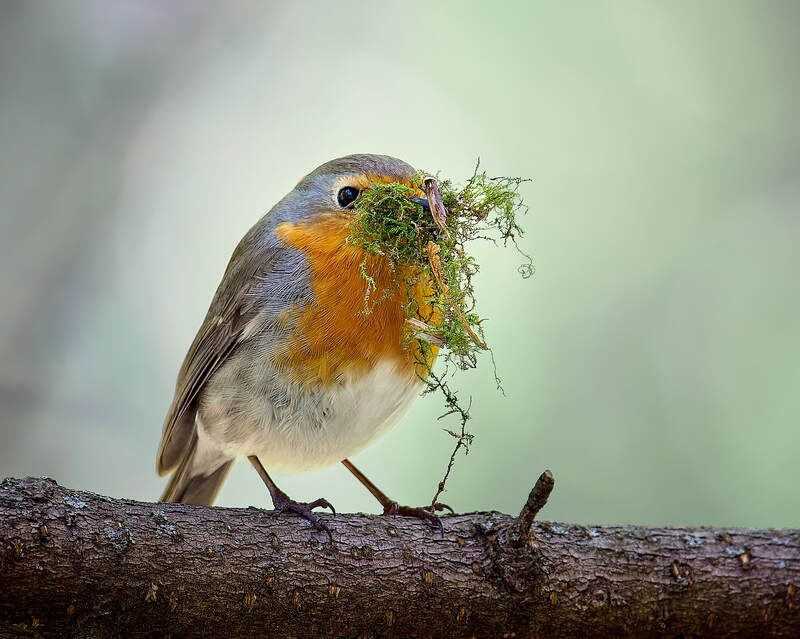 зарянка птичка Зарянка фото превью