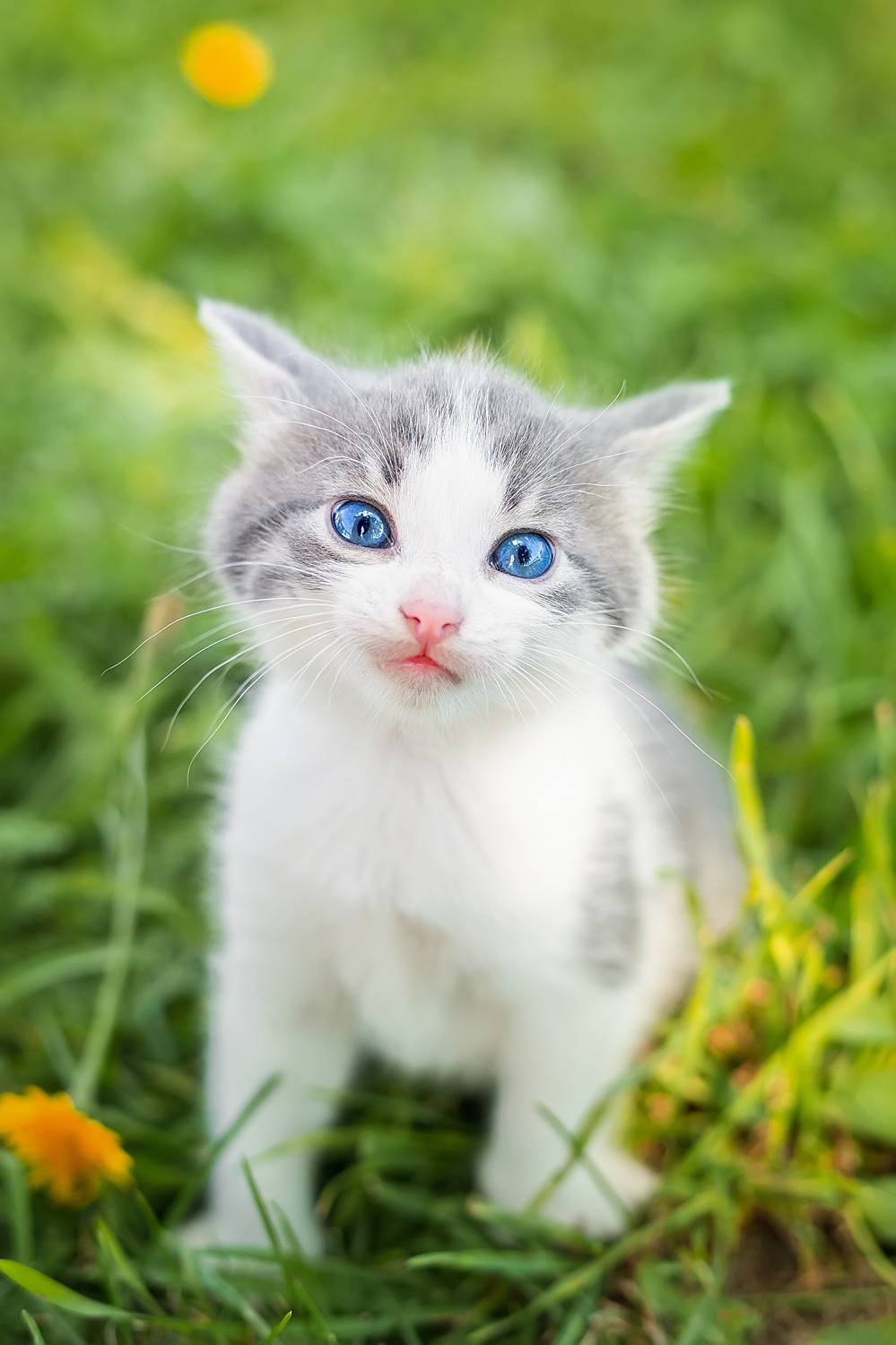 , Корнеев Алексей