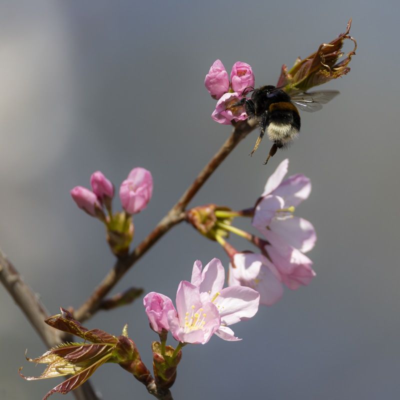 сакура, шмель, весна, цветение, цветущая сакура Сакура фото превью