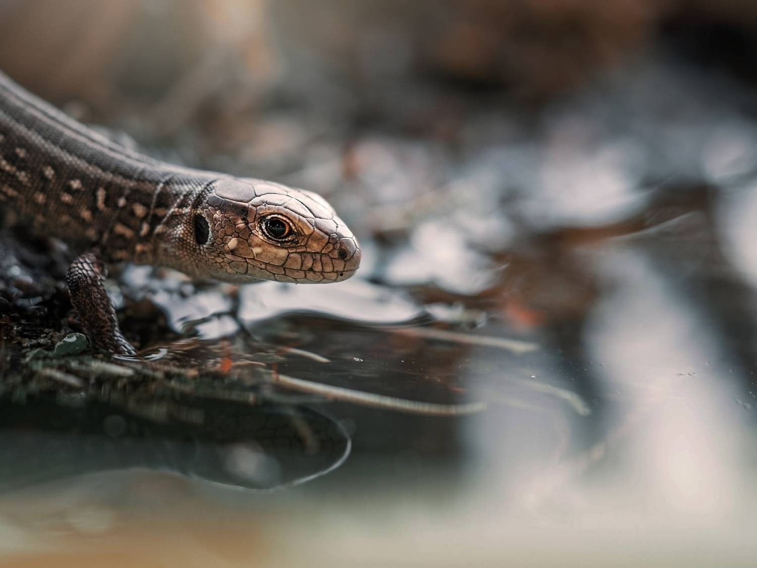 , Лапшина Владлена