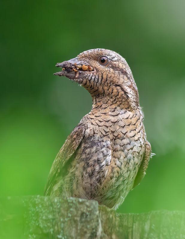 птицы, вертишейка, животные, природа, дикая природа, nature, wildlife, canon Кушать подано! фото превью