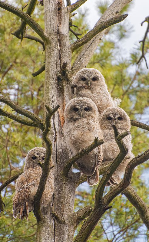 Пушистые шишки на сосне :) фото превью