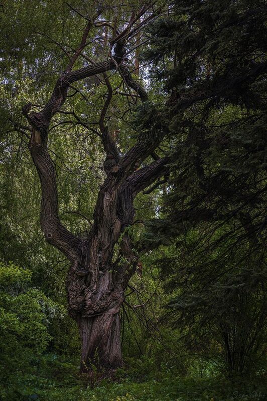 *** фото превью