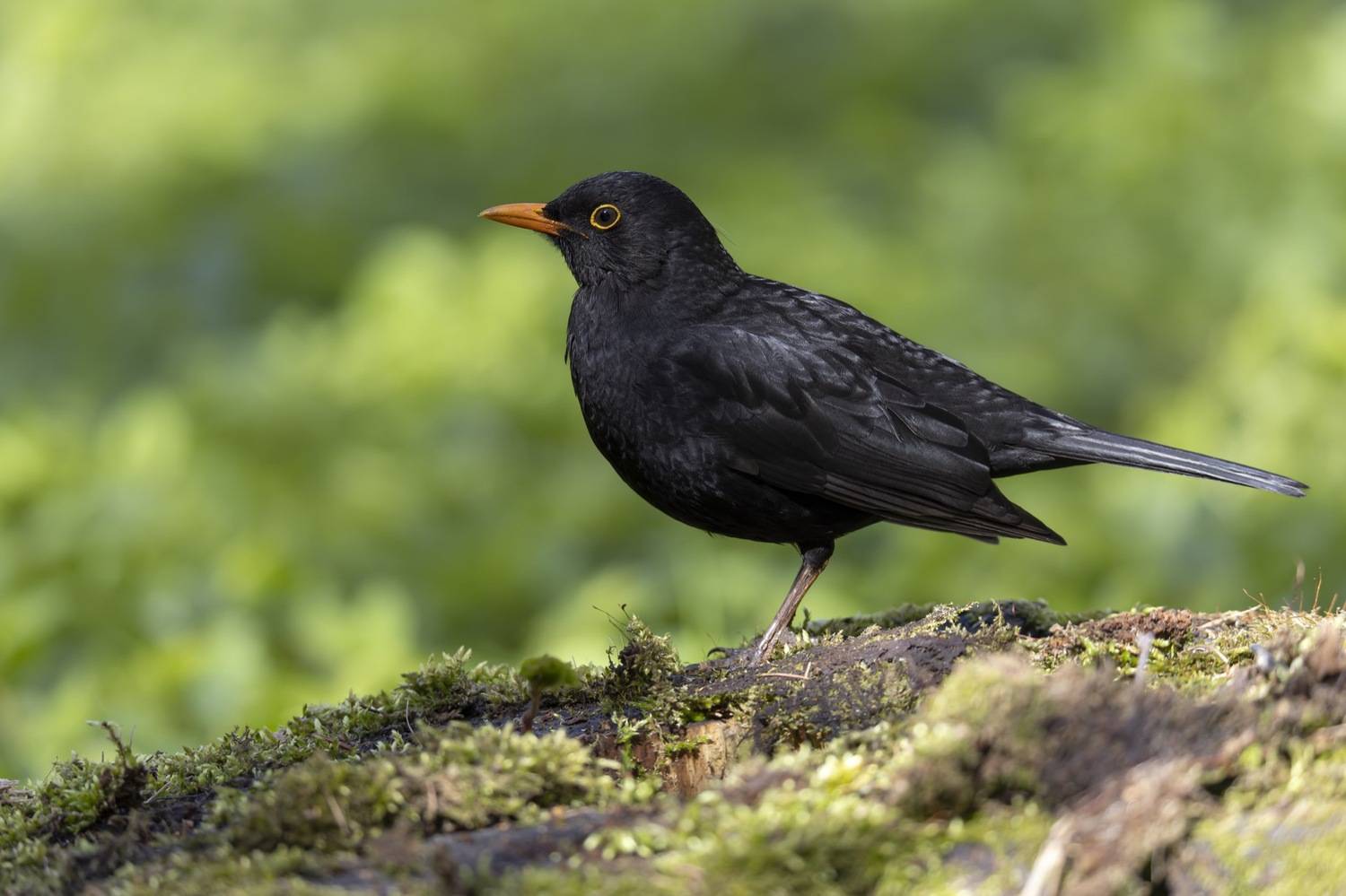 черный дрозд, дрозд, птицы, Руслан Pl