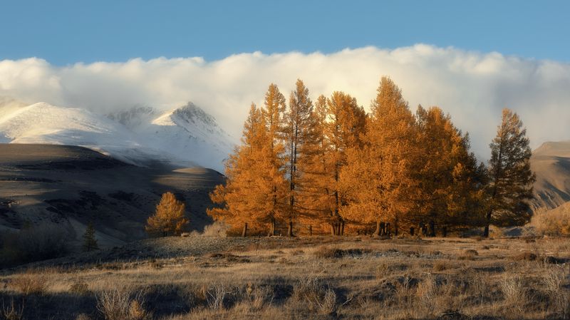 Золото уходящего солнца. Алтай. 2024 фото превью