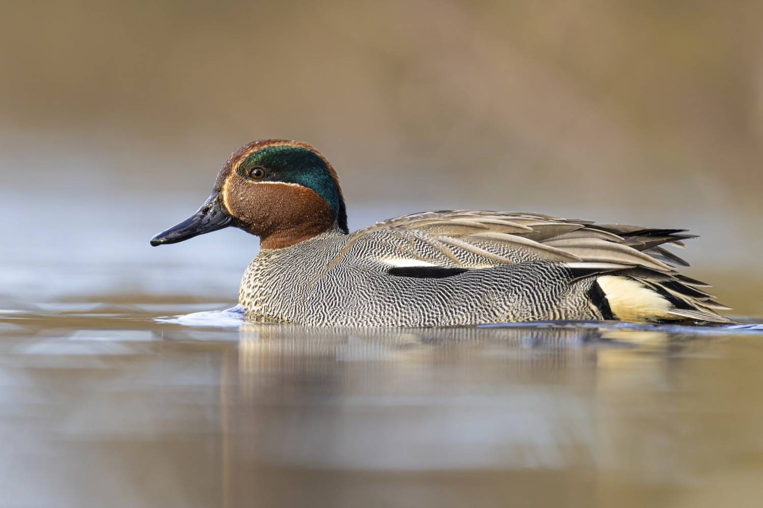 чирок-свистунок, чирок свистунок, чирок, свистунок, птицы, утка, Руслан Pl