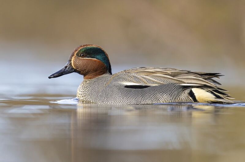 чирок-свистунок, чирок свистунок, чирок, свистунок, птицы, утка Чирок-свистунок фото превью