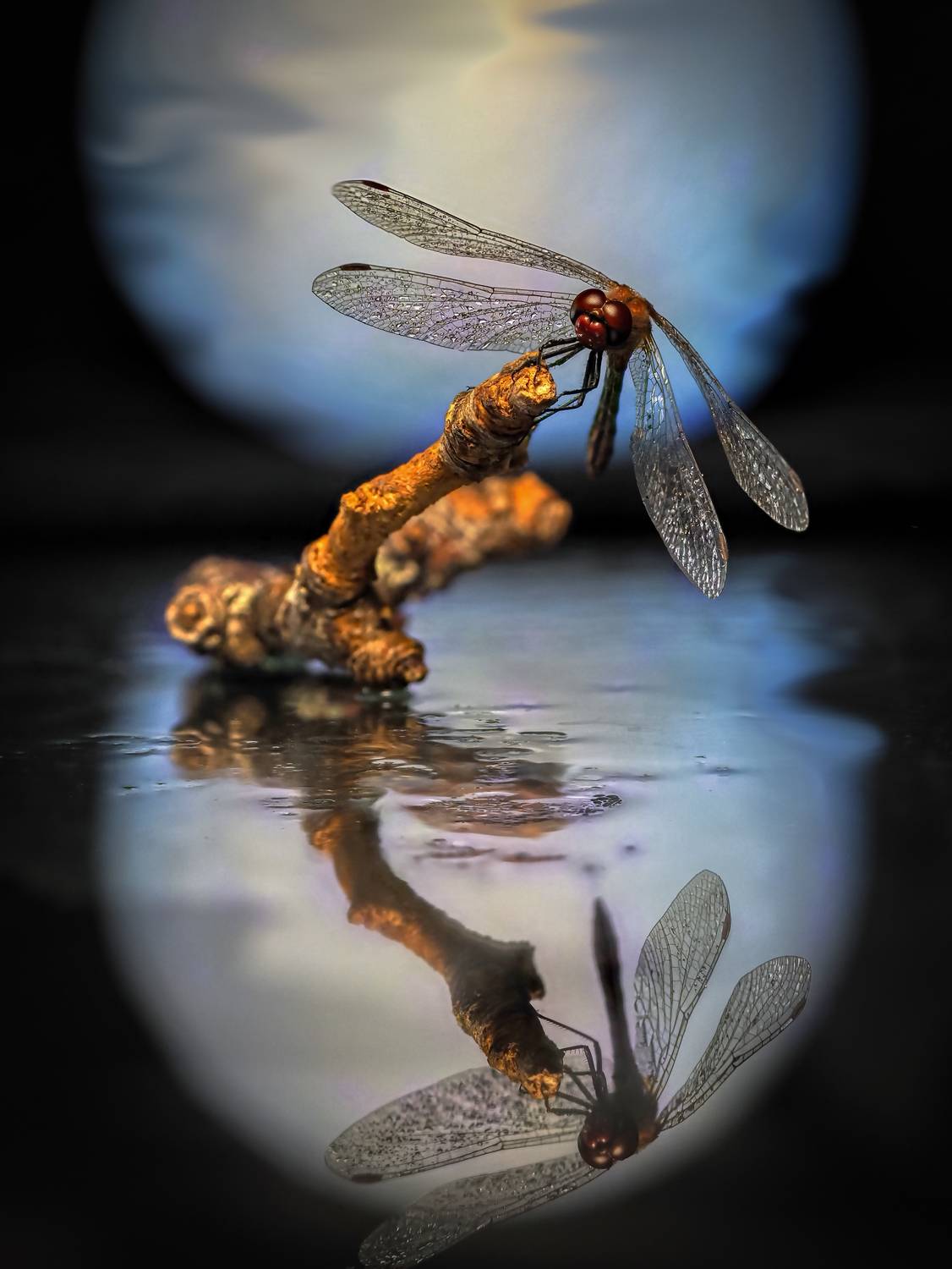 , Олег Савицкий