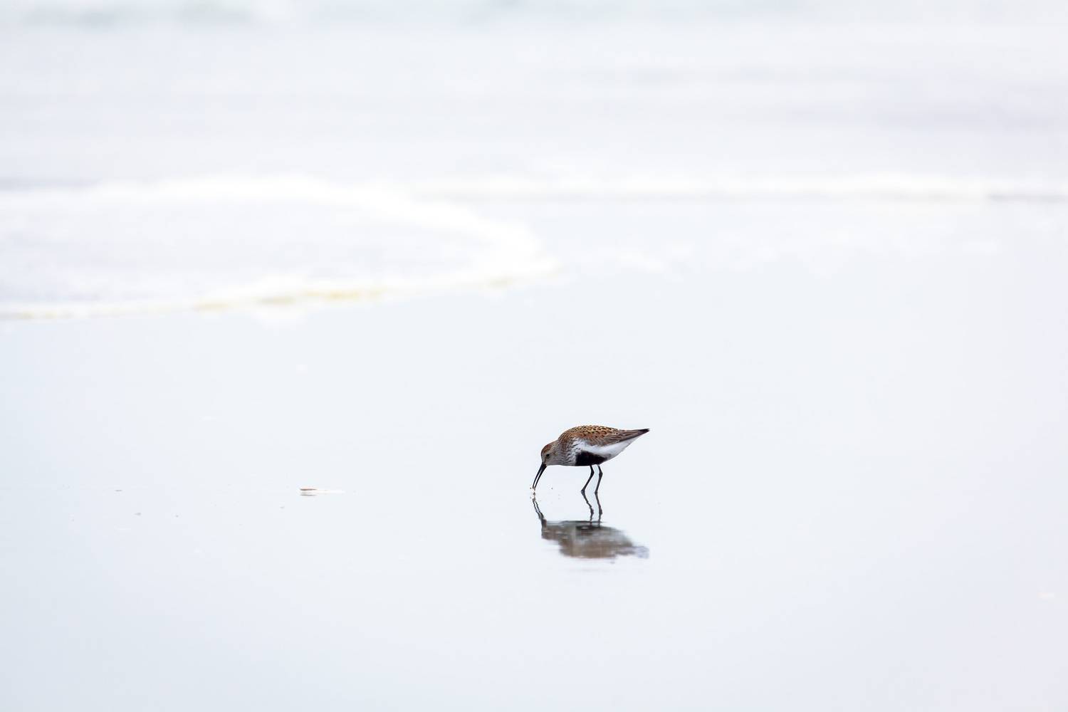 кулик, чернозобик, литораль, Уткин Дмитрий