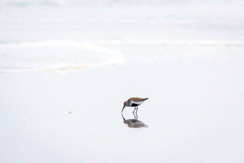 Чернозобик на литорали