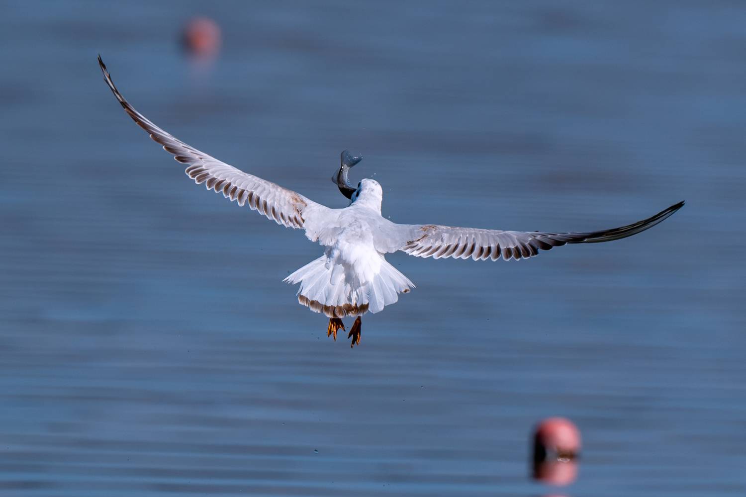 birds, animal, wildlife, Sajkovski Dejan