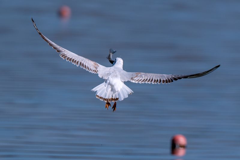birds, animal, wildlife Gull  фото превью