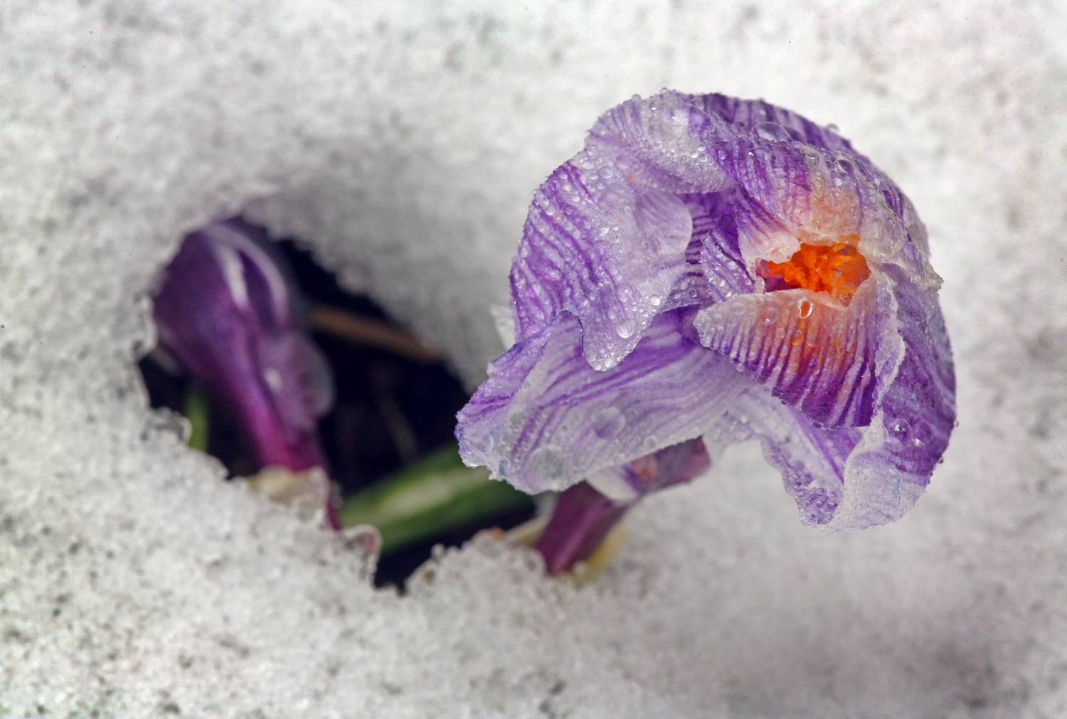 , Бибичков Михаил