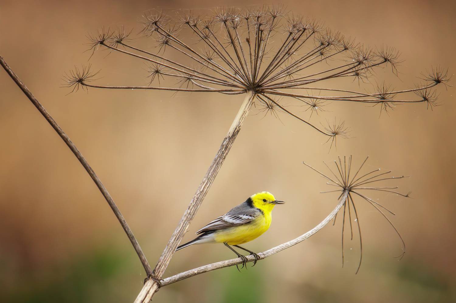 , Морозов Сергей