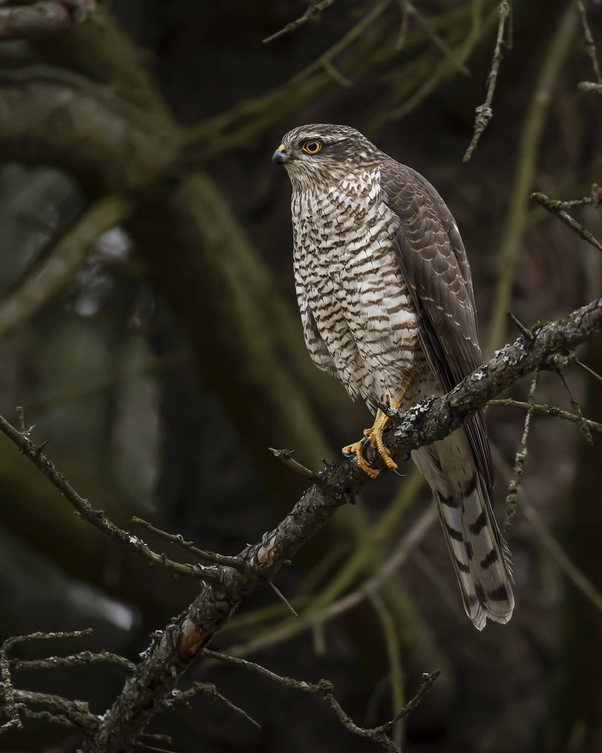 Перепелятник, ястреб, птицы, Руслан Pl