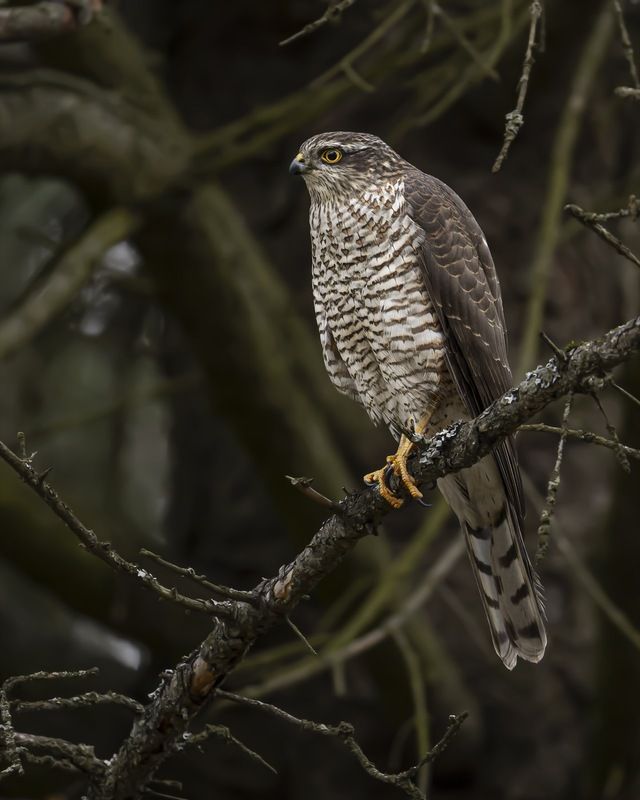 Перепелятник, ястреб, птицы Перепелятник фото превью