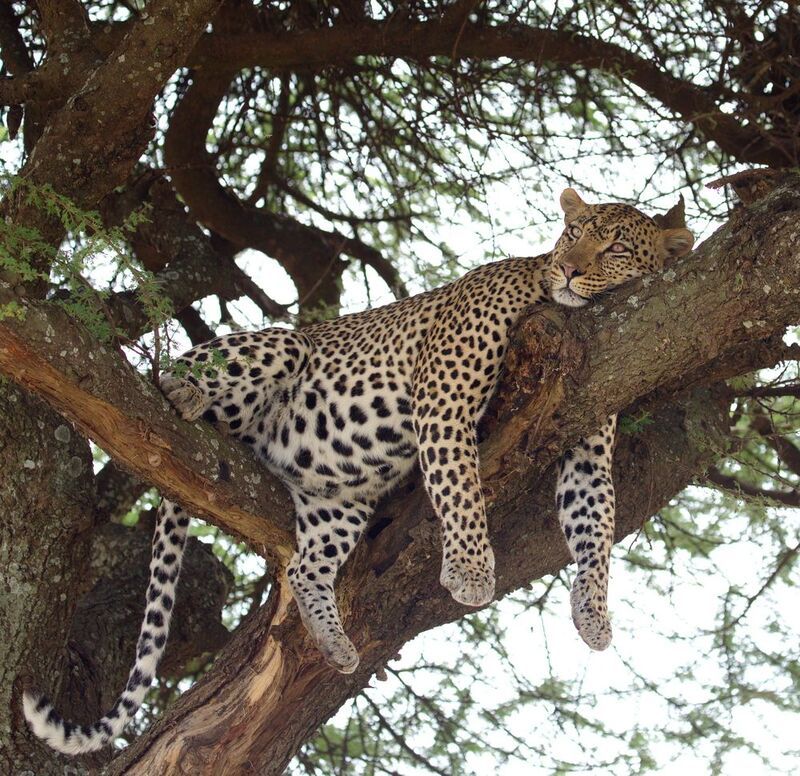 Только я все лежу. И на вас я не гляжу. фото превью