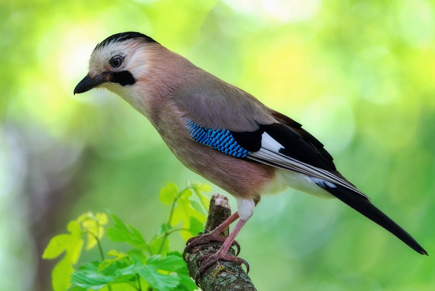 , Сергей Тихомиров