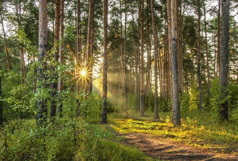 Утро, рассвет, лес В сосновом бору фото превью