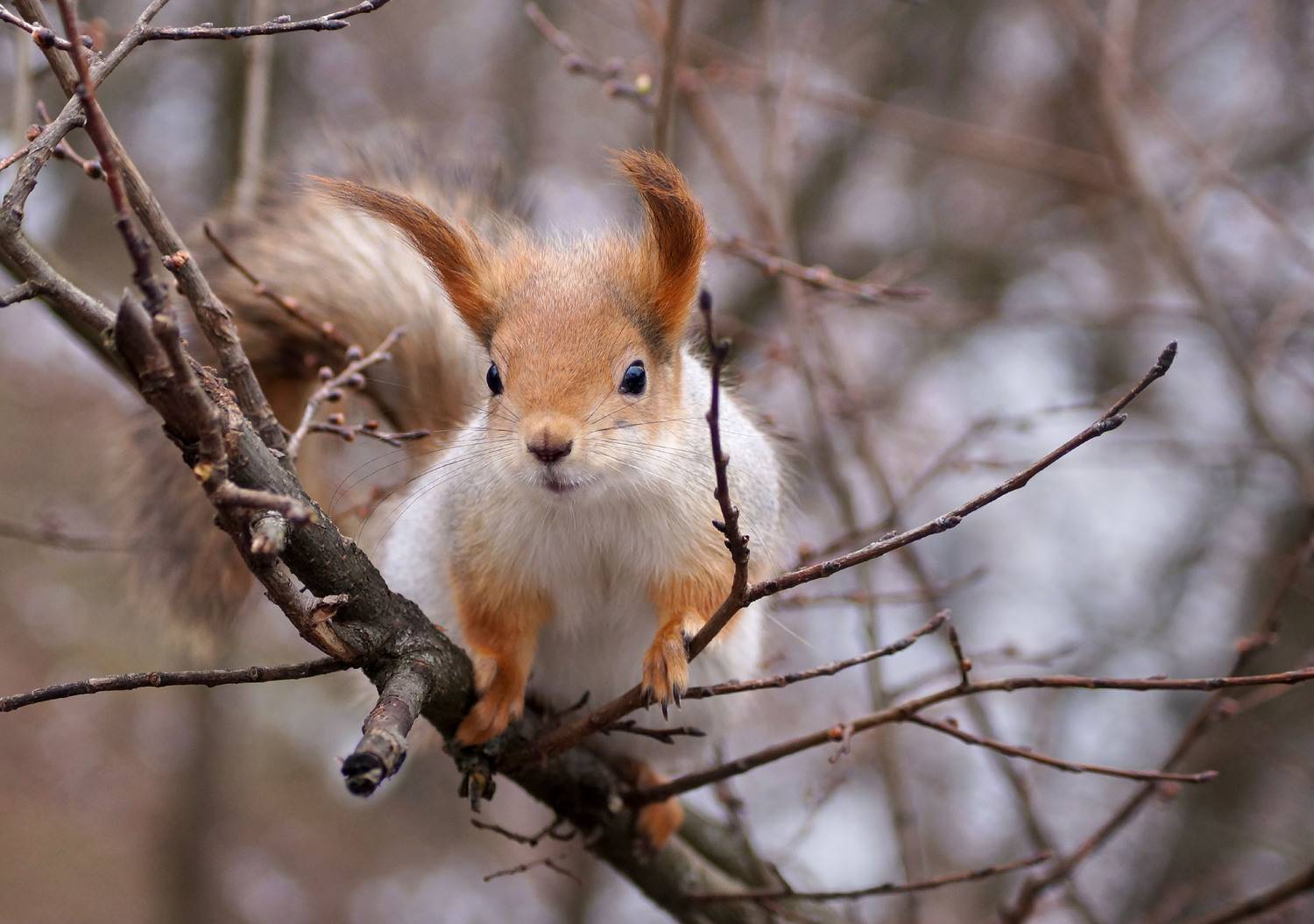 Белка, Чепленко Алексей