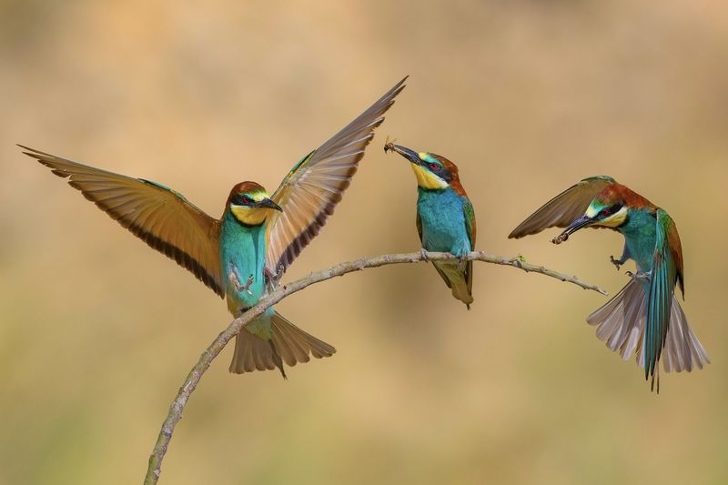 Bee-eaters  фото превью
